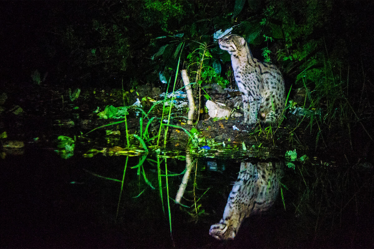 A fishing cat near Colombo, Sri Lanka, surrounded by trash.