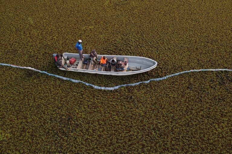 First noticed at Lake Ossa in 2017, the giant Salvinia had exploded by 2021 and covered half of the lake’s surface. (Credit: African Marine Mammal Conservation Organization).