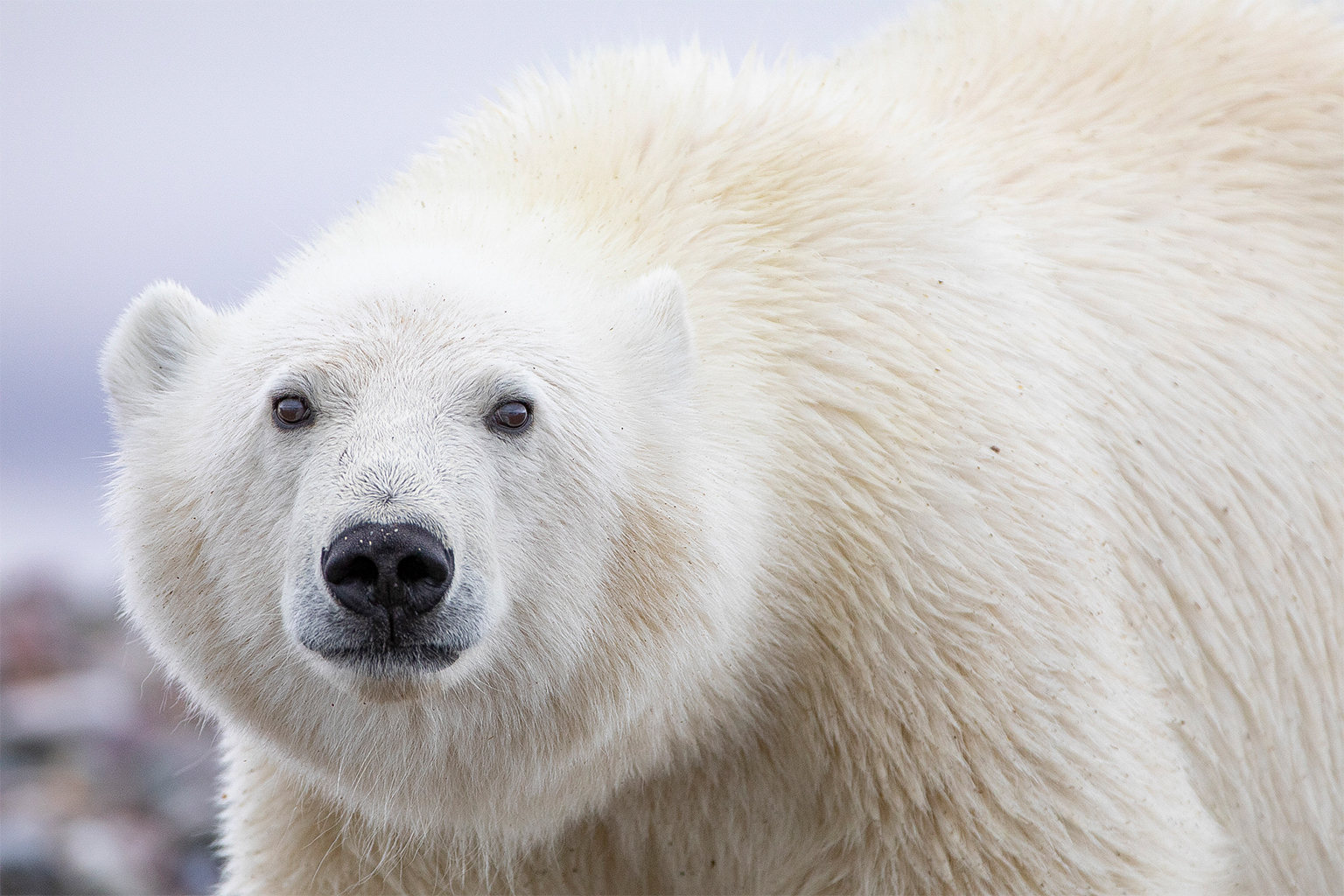 Heavy PFAS exposure can raise levels of steroids in the brains of endangered polar bears, diminishing their ability to reproduce.