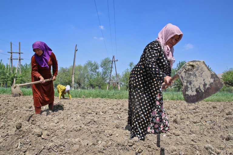 Framers tending to their agricultural land in Uzbekistan.