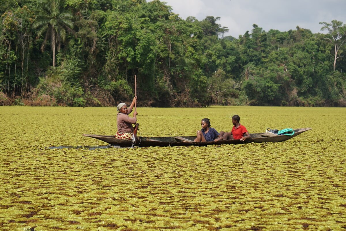 Giant salvinia is like a thick carpet that impacts all lake activities and the capacity of aquatic life (like manatees) to survive within it. (Credit: African Marine Mammal Conservation Organisation ).