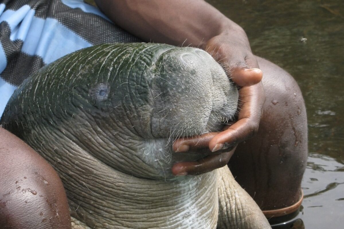 The African manatee use their whisker-like hairs (vibrissae) to detect objects and help expertly navigate waterways (Credit: Lucy Keith-Diagne).