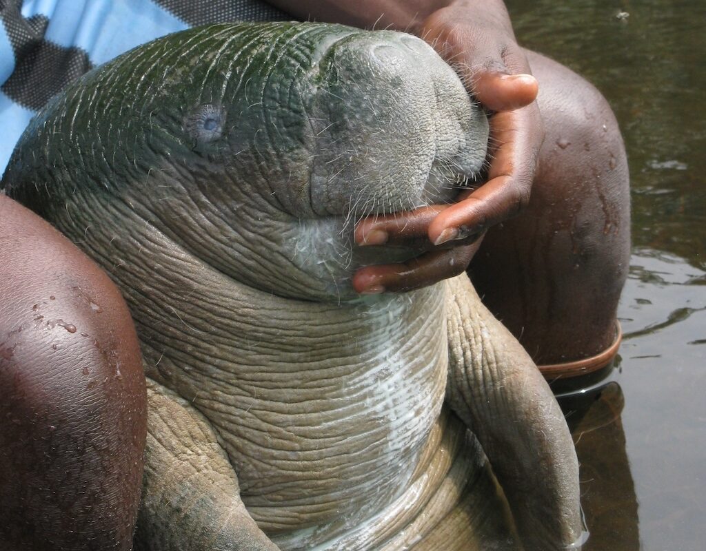 The African manatee use their whisker-like hairs (vibrissae) to detect objects and help expertly navigate waterways (Credit: Lucy Keith-Diagne).