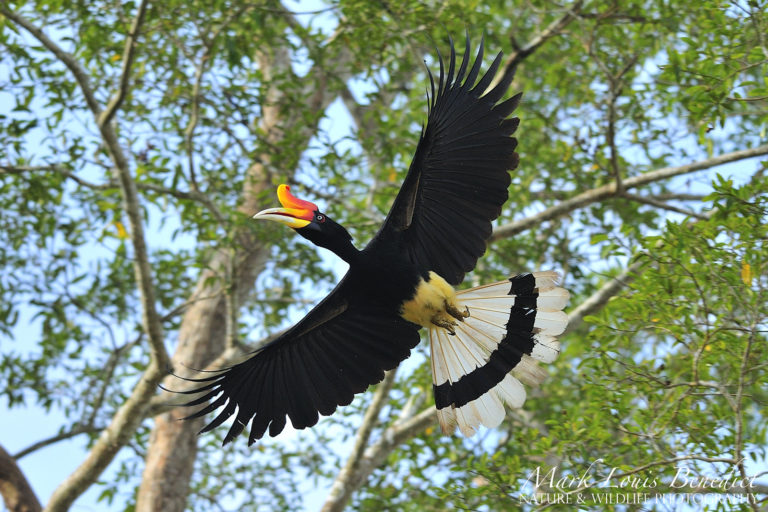 The rhinoceros hornbill (Buceros rhinoceros). Image courtesy of Mark Louis Benedict via Flickr.