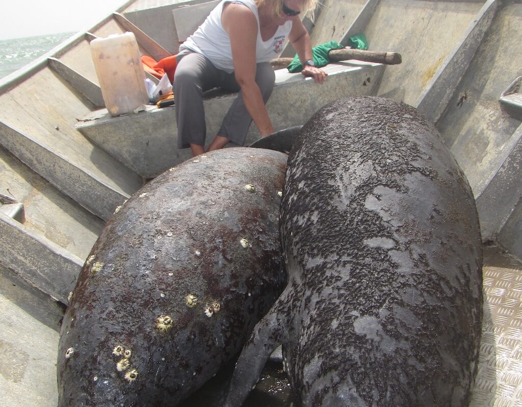 Lucy Keith-Diagne, the world expert, with two rescued African manatees. (Credit: Lucy Keith-Diagne).