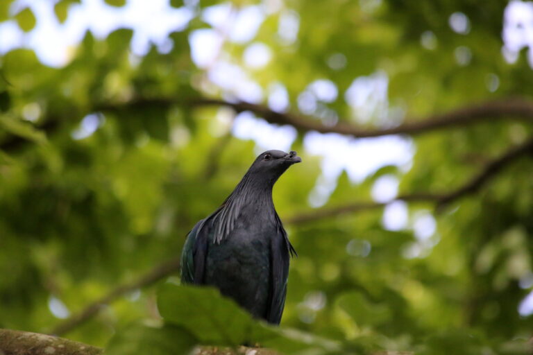 A Nicobar pigeon, found in Vietnam.