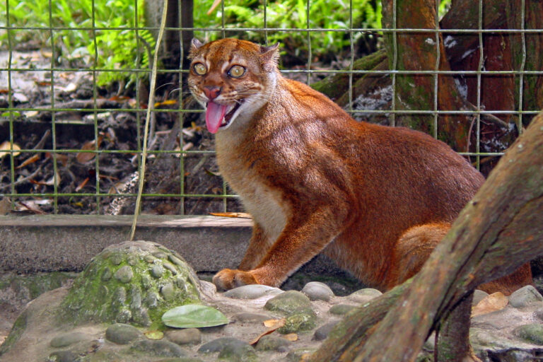 Photo of the captive bay cat in 2008.