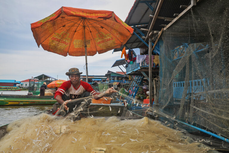 In Kampong Phluk, a floating village on Cambodia’s Tonle Sap Lake, a fisherman collects his catch.