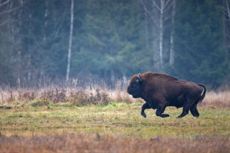 A European bison running.