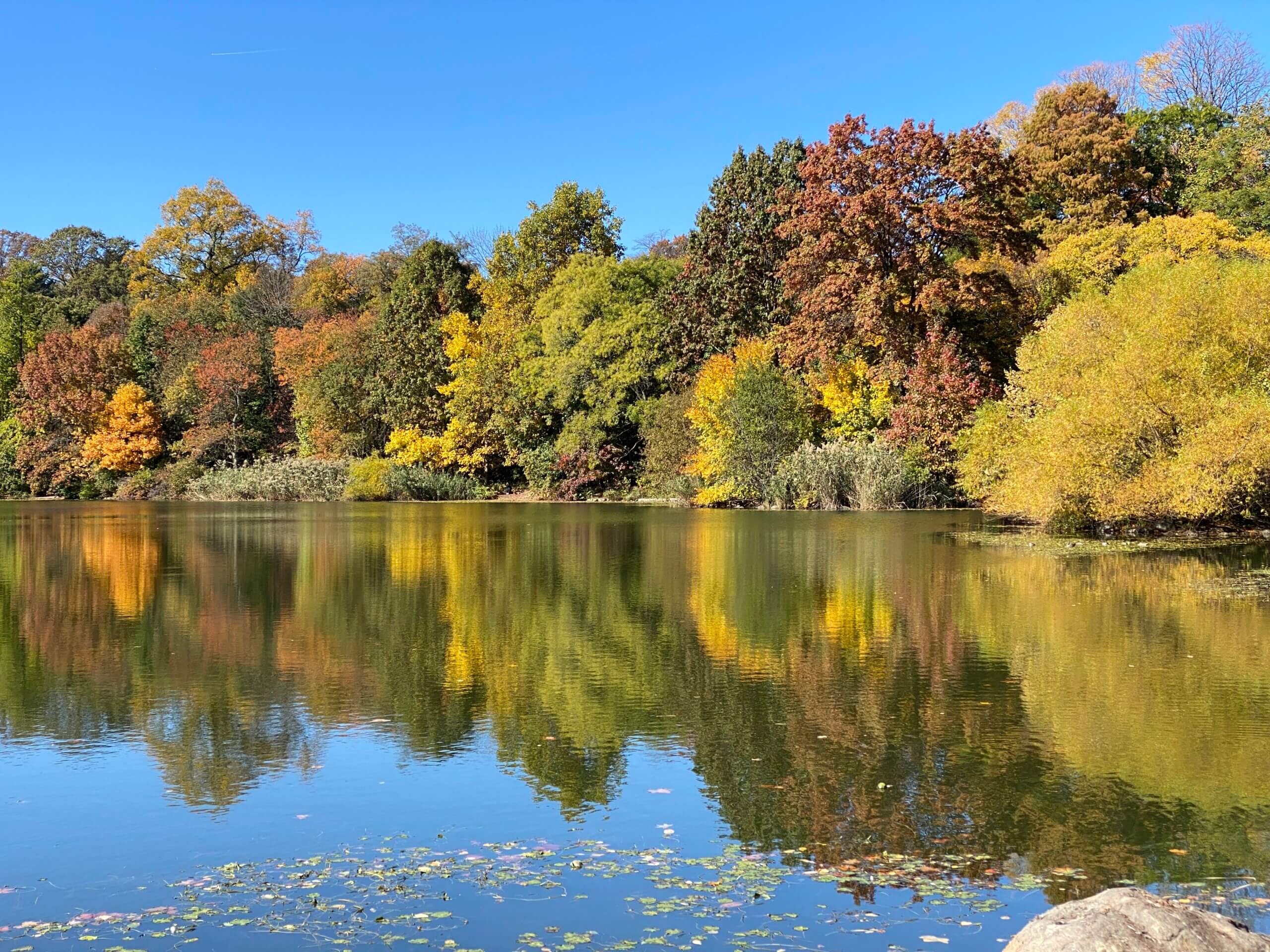 A lake mirrored scene in prospect park