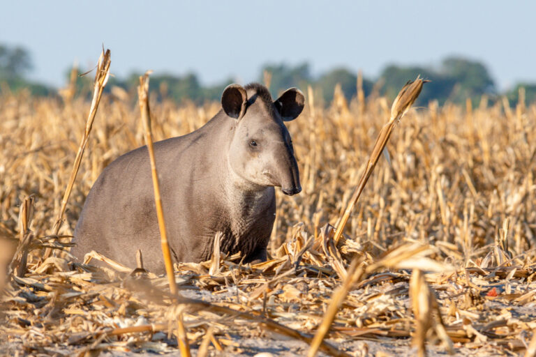 A tapir amid a harvested cornfield in northern Mato Grosso, west-central Brazil, in a transition area between the Cerrado and the Amazon.