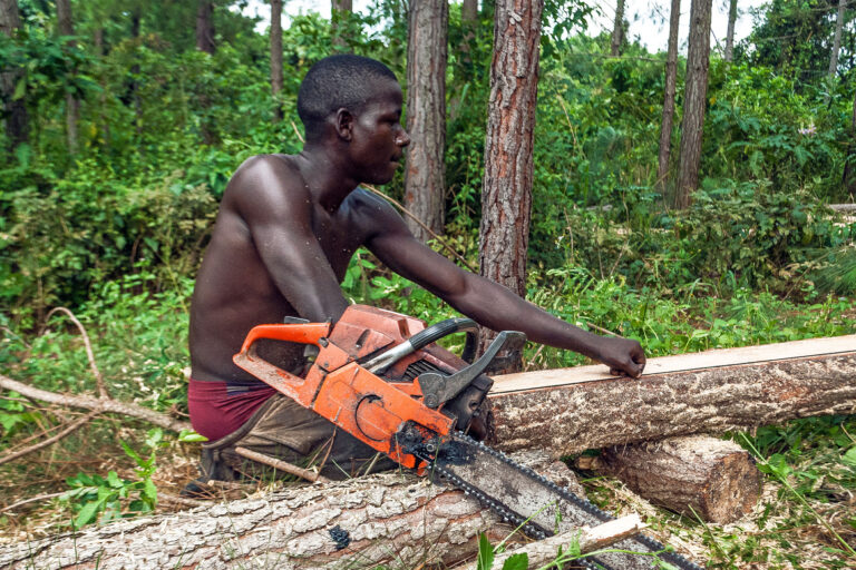 A logger marking a log in Uganda during tree harvesting for timber.