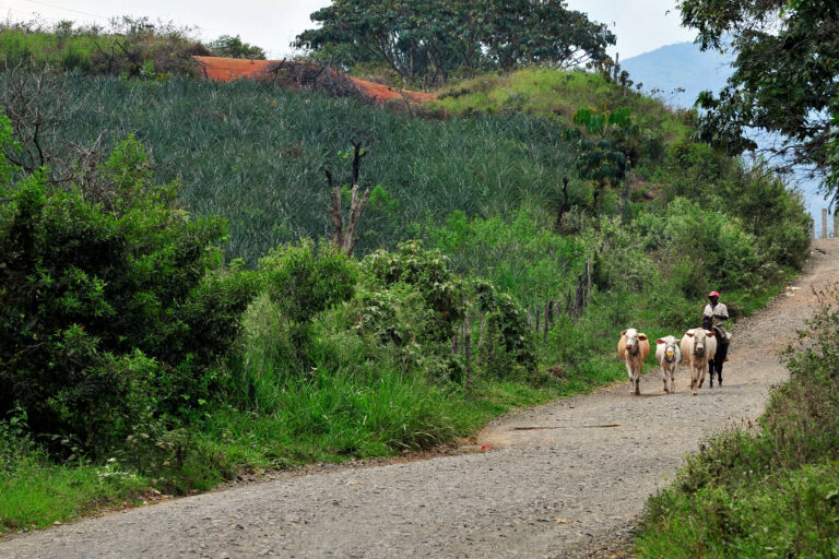 A farmer walks with his cattle past agricultural farms.