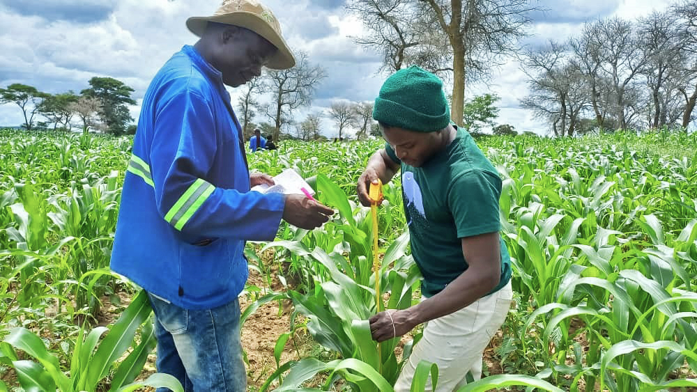 Demian Mabote (left), an agriculture officer at the Zambia Agriculture Research Institute, recording data during agroecological trials for managing fall armyworm.