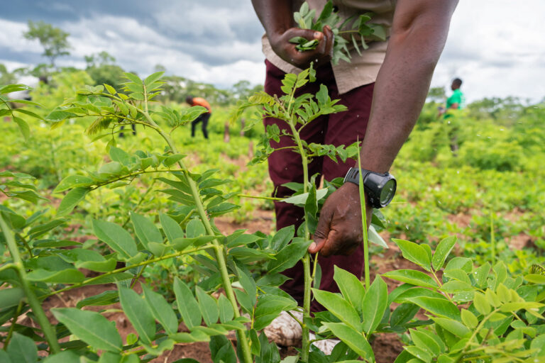 Agroforestry practices in action in Zambia.