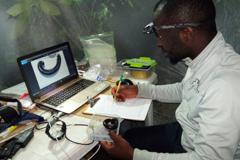 Researcher Alain Senghor K. Ngute looking at a photo of a millipede on a laptop, and making notes on a clipboard on the desk in front of him. Image by Haimdu Mnendendo.