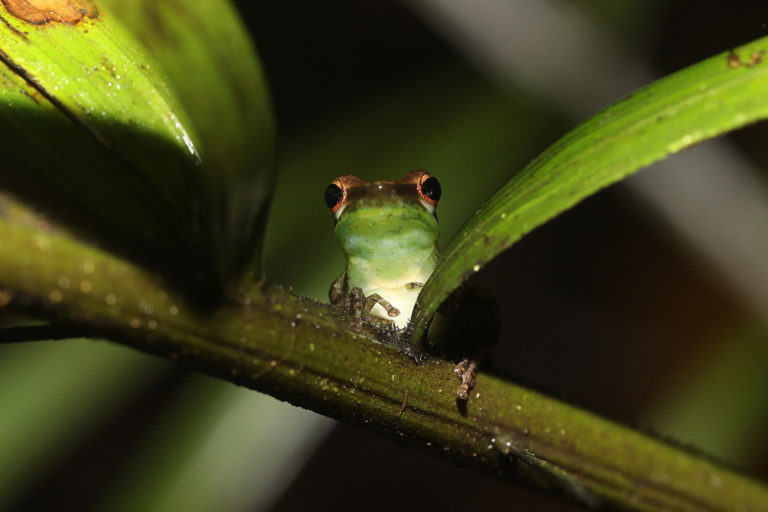 A frog in Peruvian Amazon.