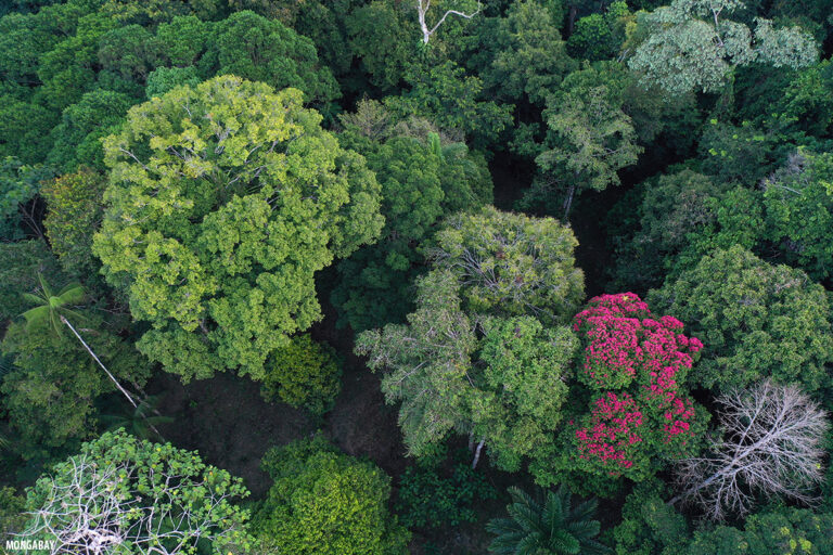 Amazon rainforest. Credit: Rhett Ayers Butler / Mongabay