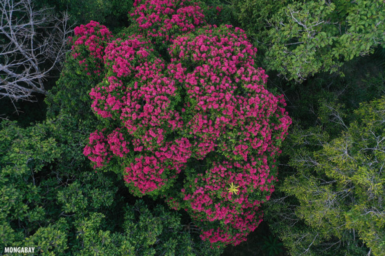 Flowering rainforest tree in the Colombian Amazon. Photo by Rhett A. Butler for Mongabay.