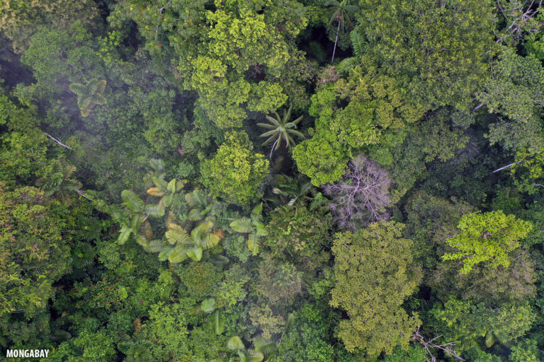 Rainforest in the Colombian Amazon