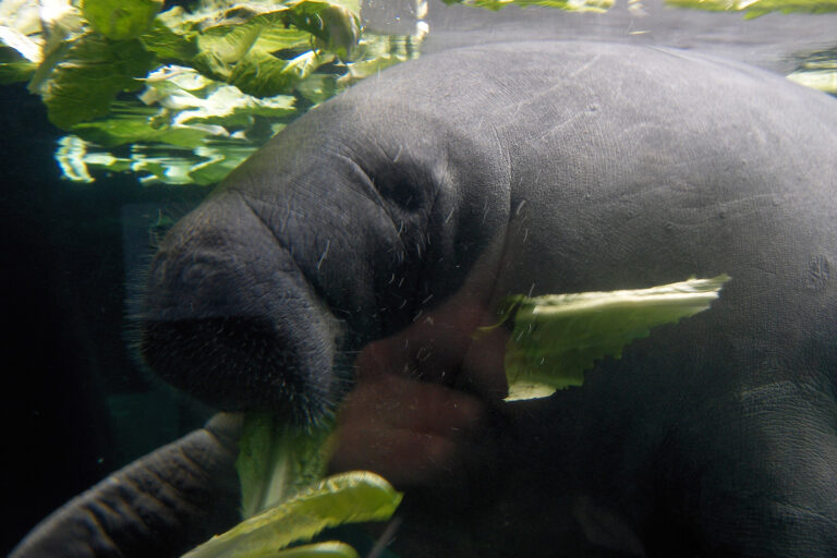 An Amazonian manatee in a zoo.