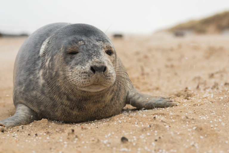 An Atlantic grey seal.