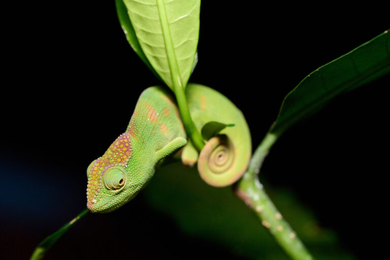 A small, bright green chameleon with pale orange patches on its head, clinging to a matching stalk with its tail curled tightly. Image courtesy Christophe Bernier.