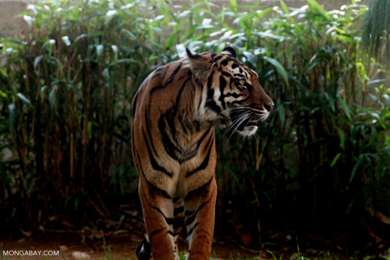 A Sumatran tiger.