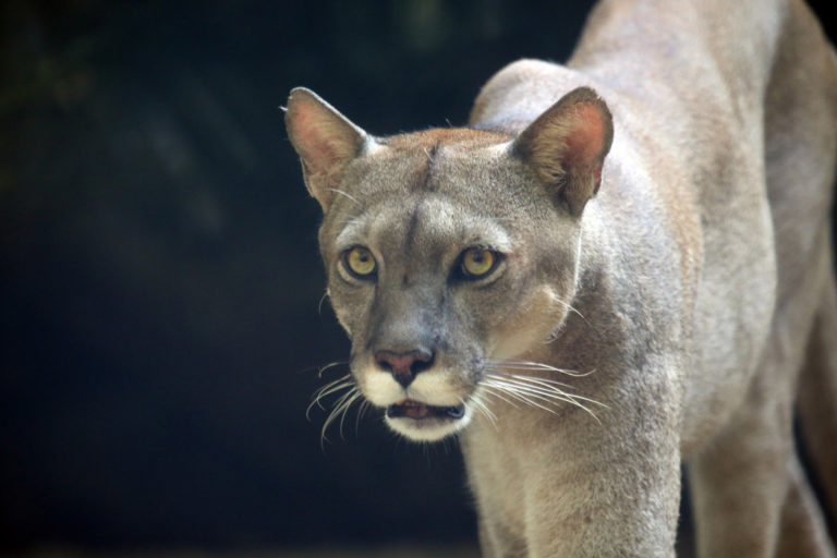 Puma. Photo by Rhett A. Butler