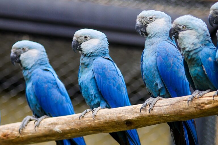 Spix’s macaws in a specially built enclosure at São Paulo Zoo in Brazil. The zoo currently holds 27 of the birds, with a maximum capacity of 44. But this on its own wouldn’t be enough to supply the rewilding target of 20 birds per year. Image courtesy of São Paulo Zoo. Used in article 'For ‘extinct’ Spix’s macaw, successful comeback is overshadowed by uncertainty'