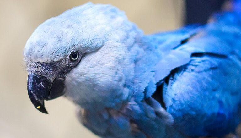 A Spix’s macaw at São Paulo Zoo in Brazil. The species’ return to its native habitat, from which it was declared extinct, has been bittersweet: the rewilding program has been a technical success, but bureaucratic wrangling threatens to stall future releases. Image courtesy of São Paulo Zoo. Used in article 'Institutional conflict puts successful Spix’s macaw reintroduction at risk'.