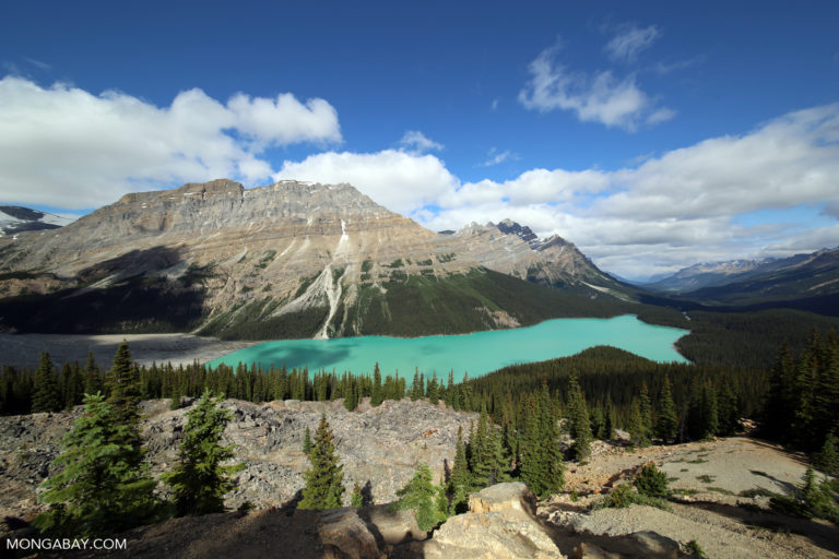 Peyto Lake, Alberta, Canada. Photo credit: Rhett A. Butler