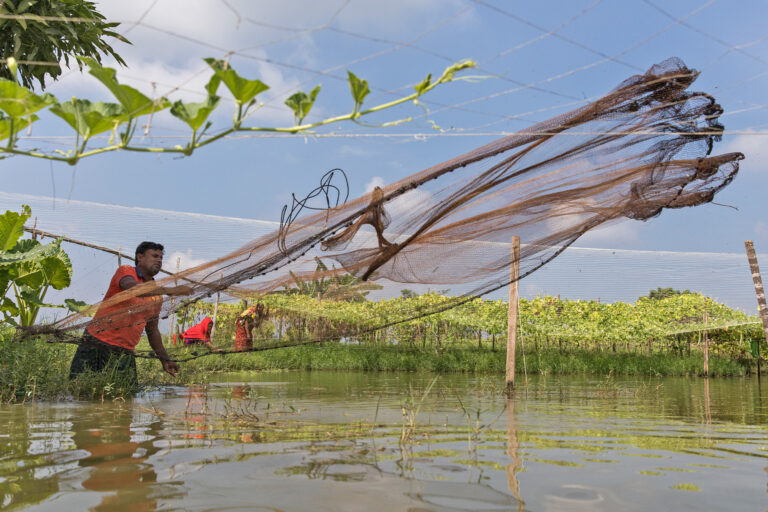 Fakir Altaf Hussain, a fisher in Bangladesh, fishing in his pond.