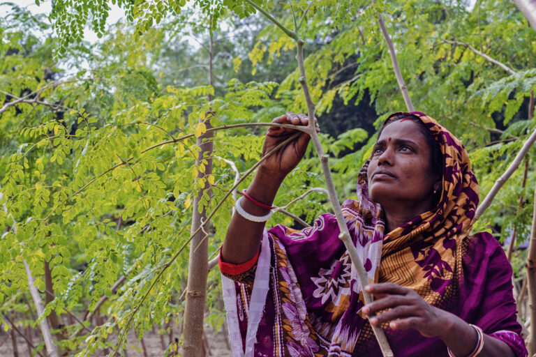 A farmer plucks moringa leaves.