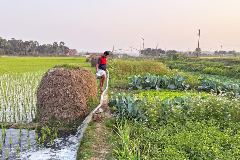 A farmer in a rice field.