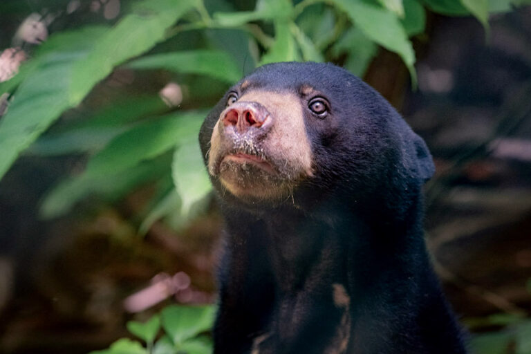 Sun bear