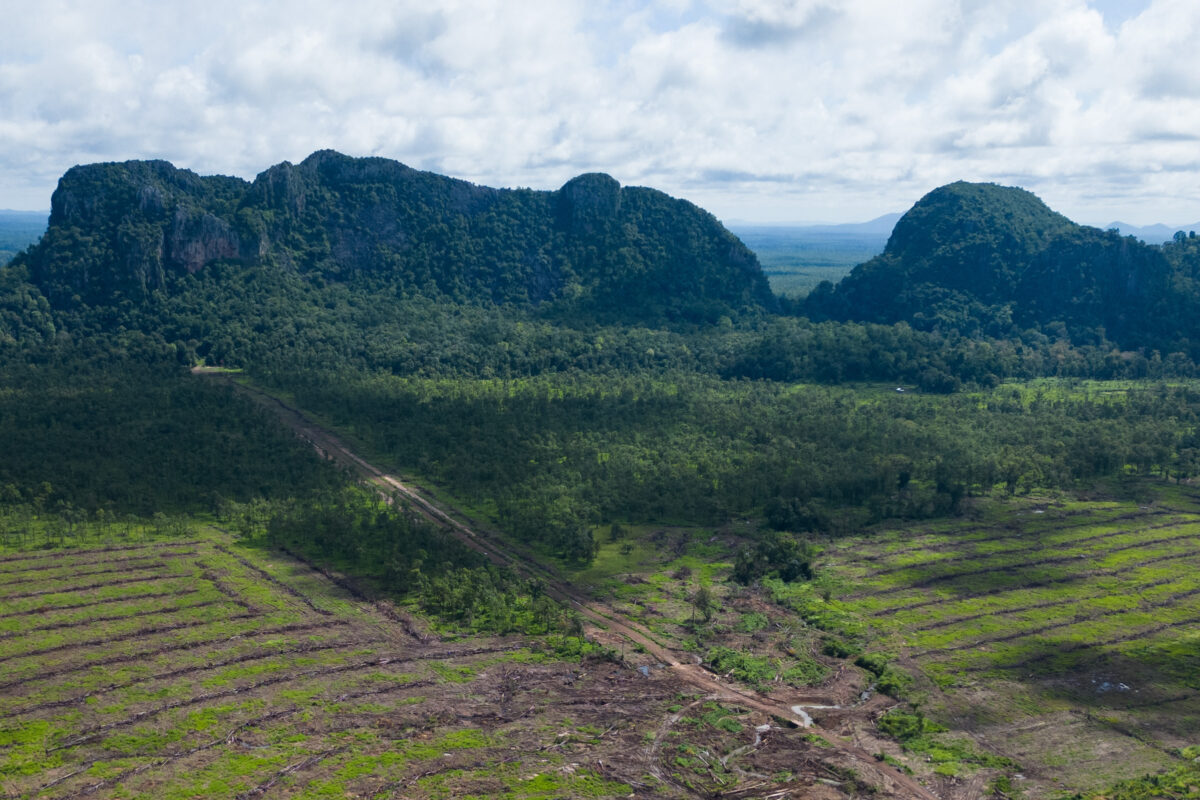 Having already picked Phnom Chum Rok Sat community forest clean of large, valuable trees, loggers working for Lin Vatey now appear to be clear-cutting what remains of the forest. Image by Gerald Flynn / Mongabay