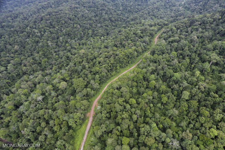 Informal logging road