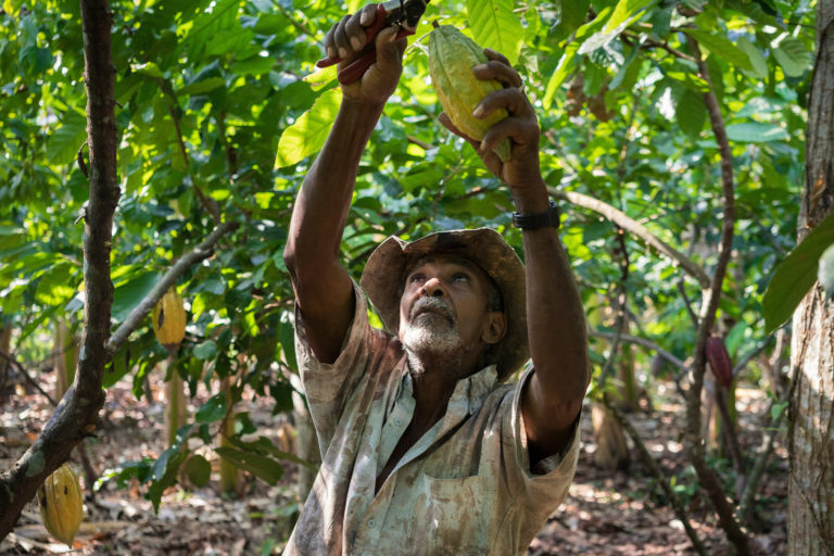 A farmer cuts cacao pods from the tree in Colombia.