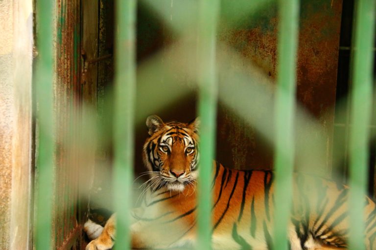 Captive tiger