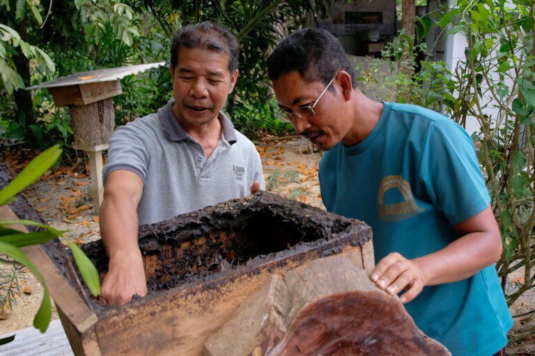 Beekeeping in Thailand