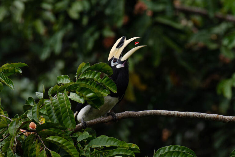 oriental pied hornbill