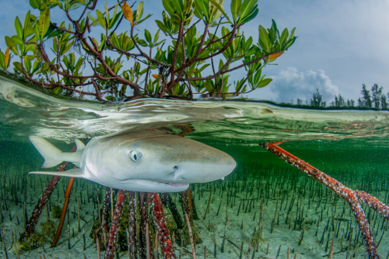 A shark in mangrove shallows. Image by Anita Kainrath/Ocean Image Bank.