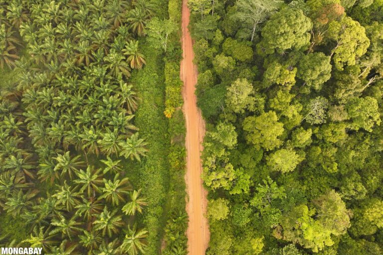 Oil palm plantation