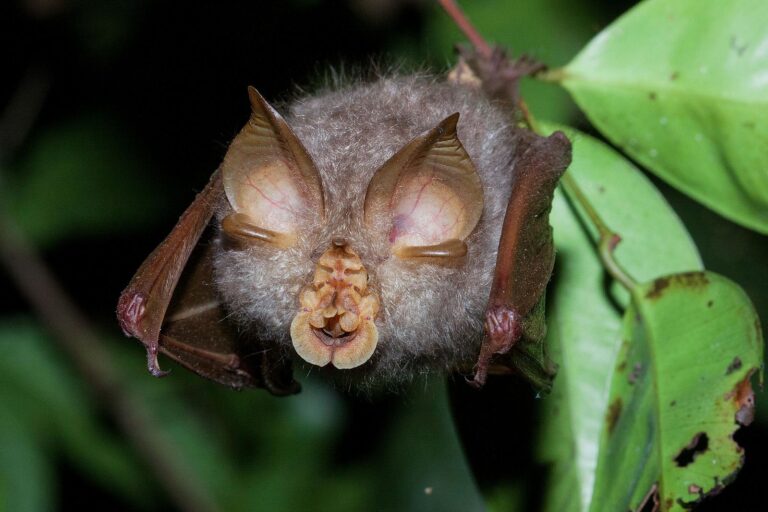 A trefoil horseshoe bat