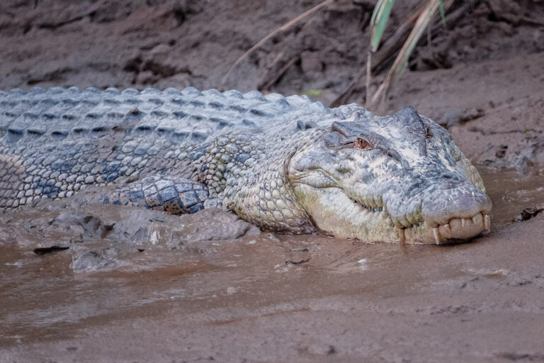 Saltwater crocodile