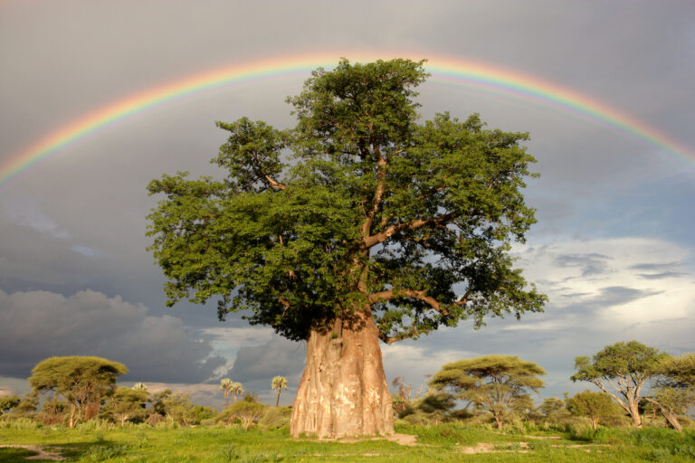 A rainbow over a baobab tree, Mombo, Okavango Delta, Botswana, Africa © Beverly Joubert / iLCP