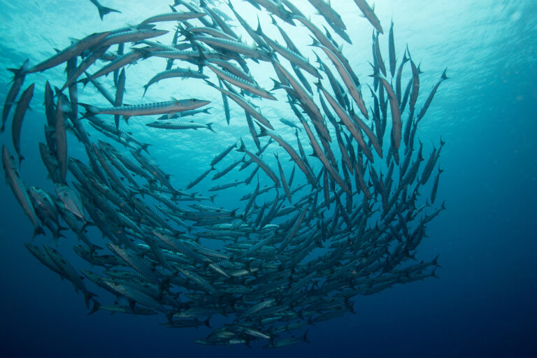 A school of barracuda in Papua New Guinea.