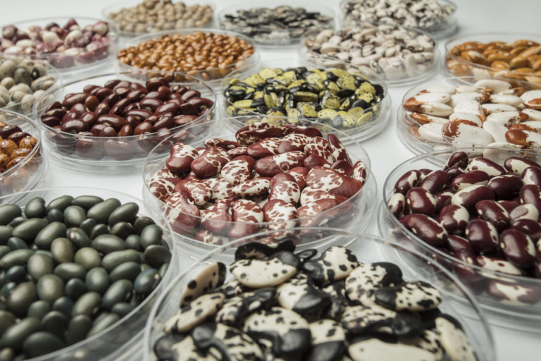 The new Future Seeds facility holds the world's largest collection of bean varieties. Photo via The Alliance of Bioversity International and CIAT / Juan Pablo Marin