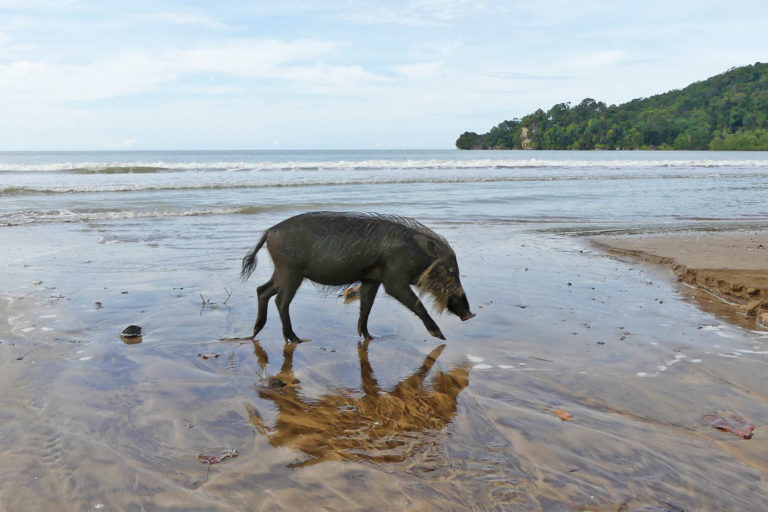 A bearded pig